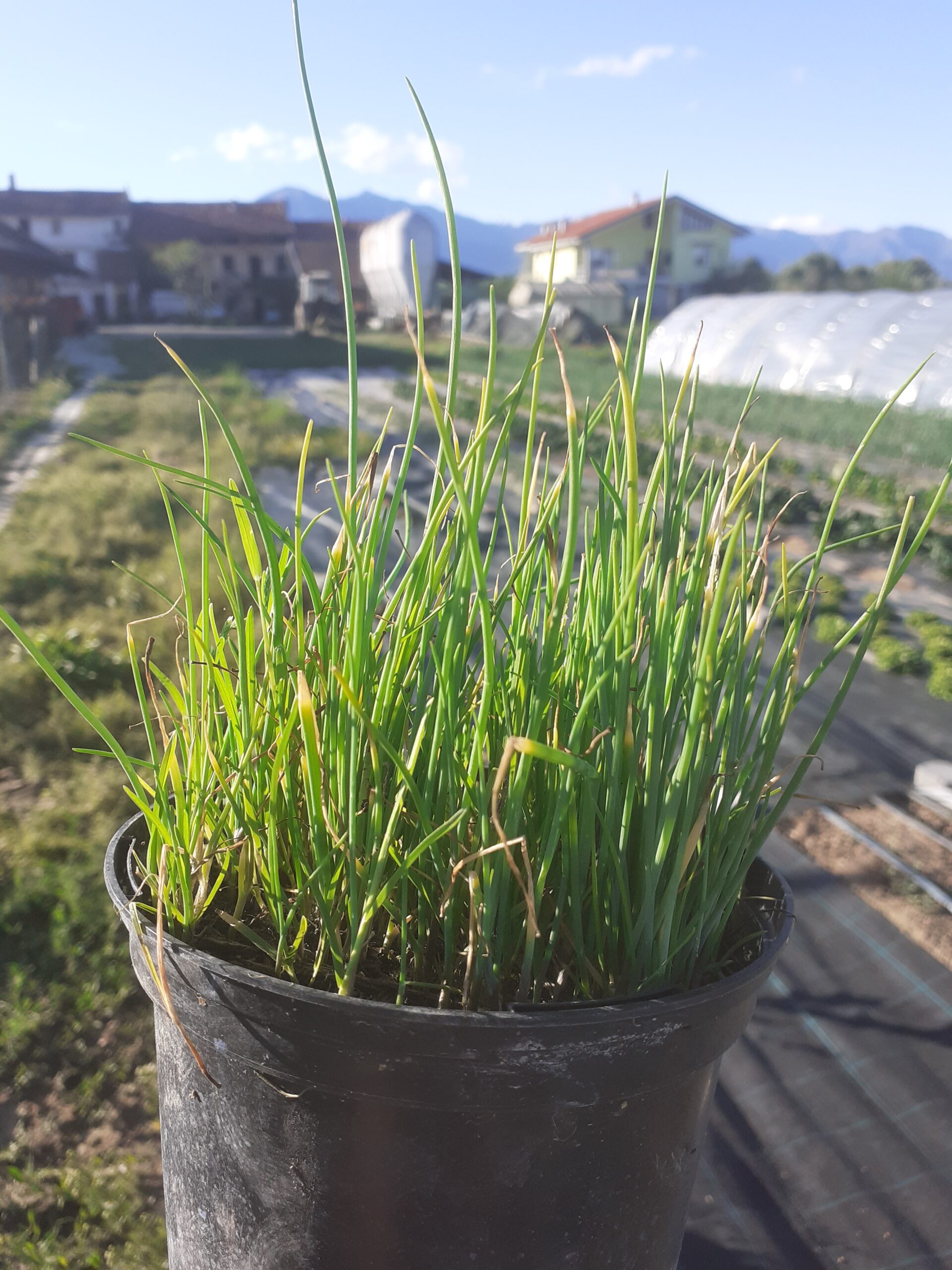 P. Piantine Da Orto | Rosmarino Prostrato, Pianta In Vaso Diametro - 7
